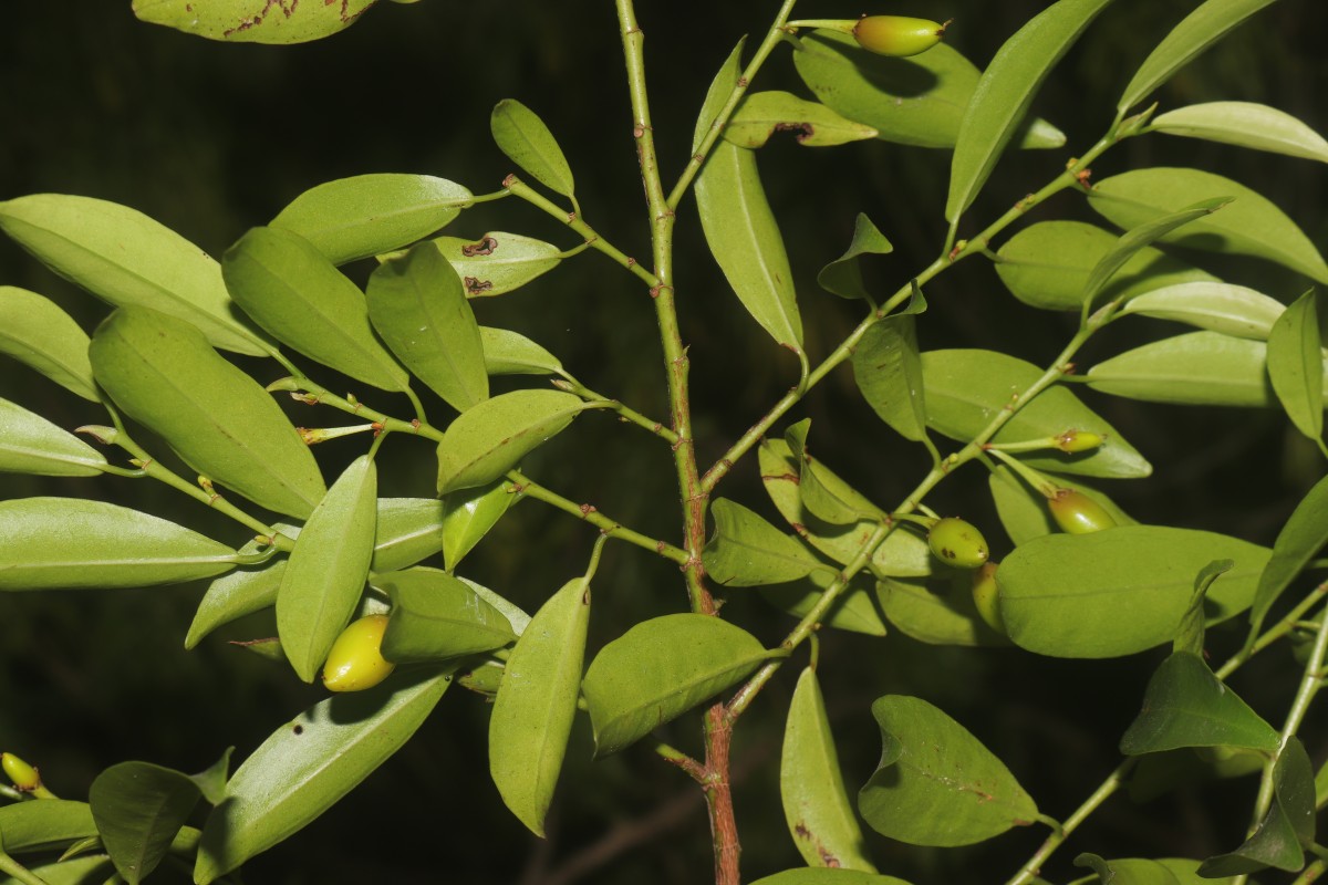 Erythroxylum zeylanicum O.E.Schulz